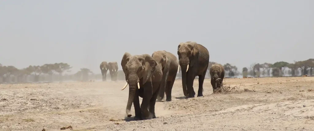 Kenya Safari Company