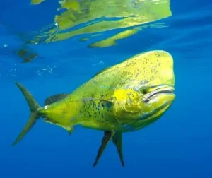 Dorado Mahi Mahi fishing Kenya