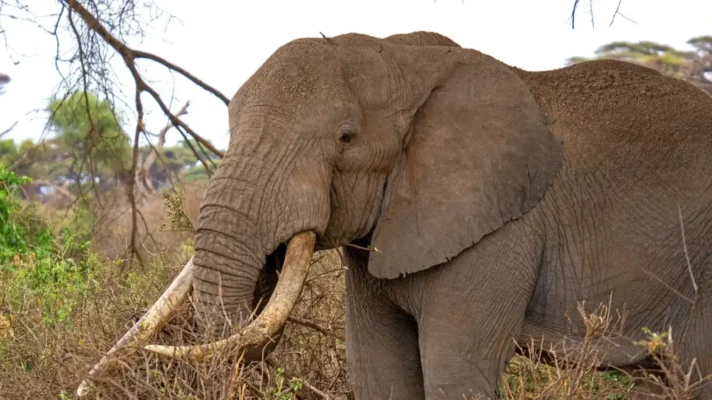 6 Days Kenya Wild Safari From Masai Mara to Tsavo East