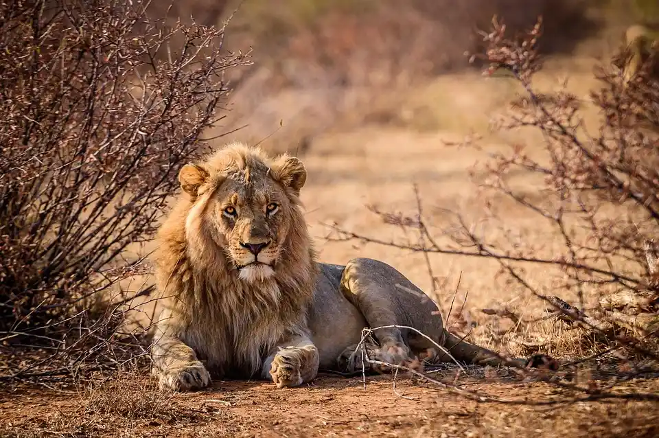 4 Days Air Safari Kenya Safari Packages