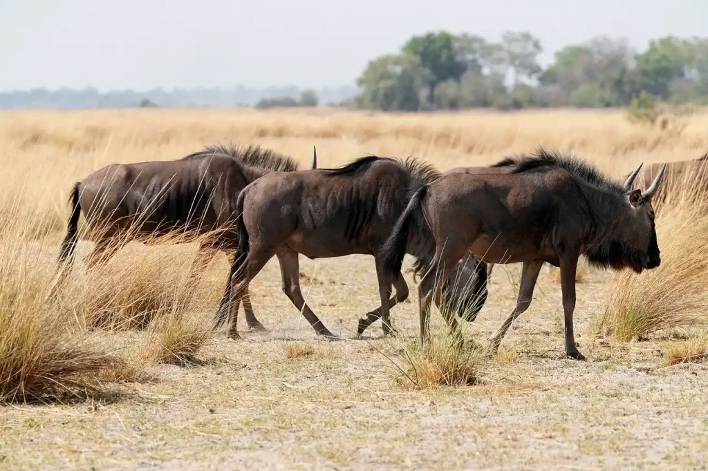 7 Days Wild Safari Across Kenya