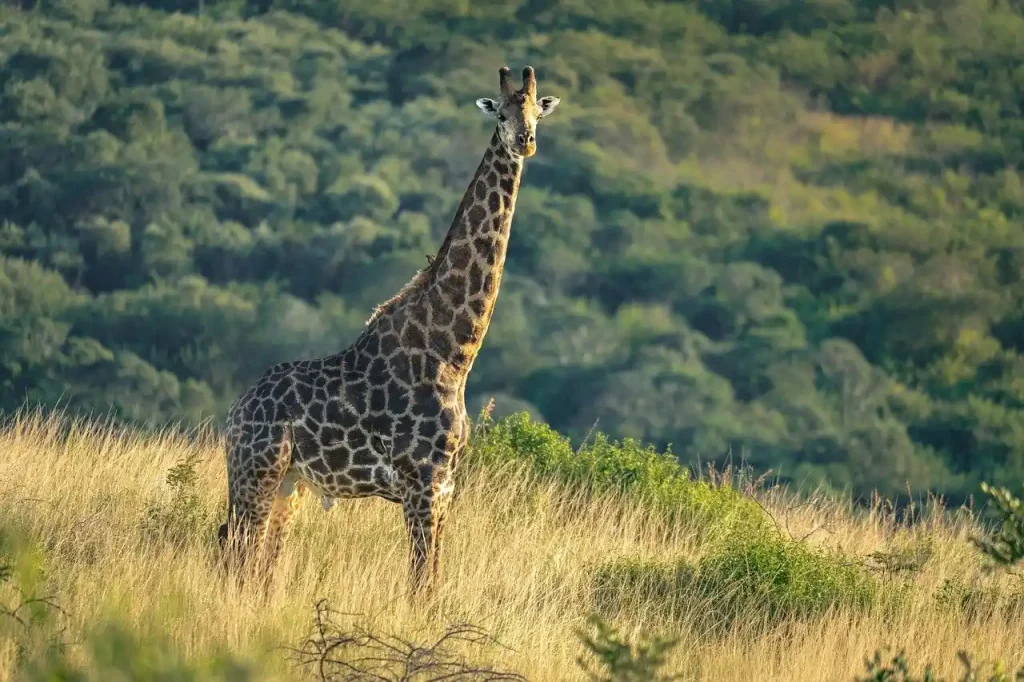 Taita Hills & Tsavo East Safari