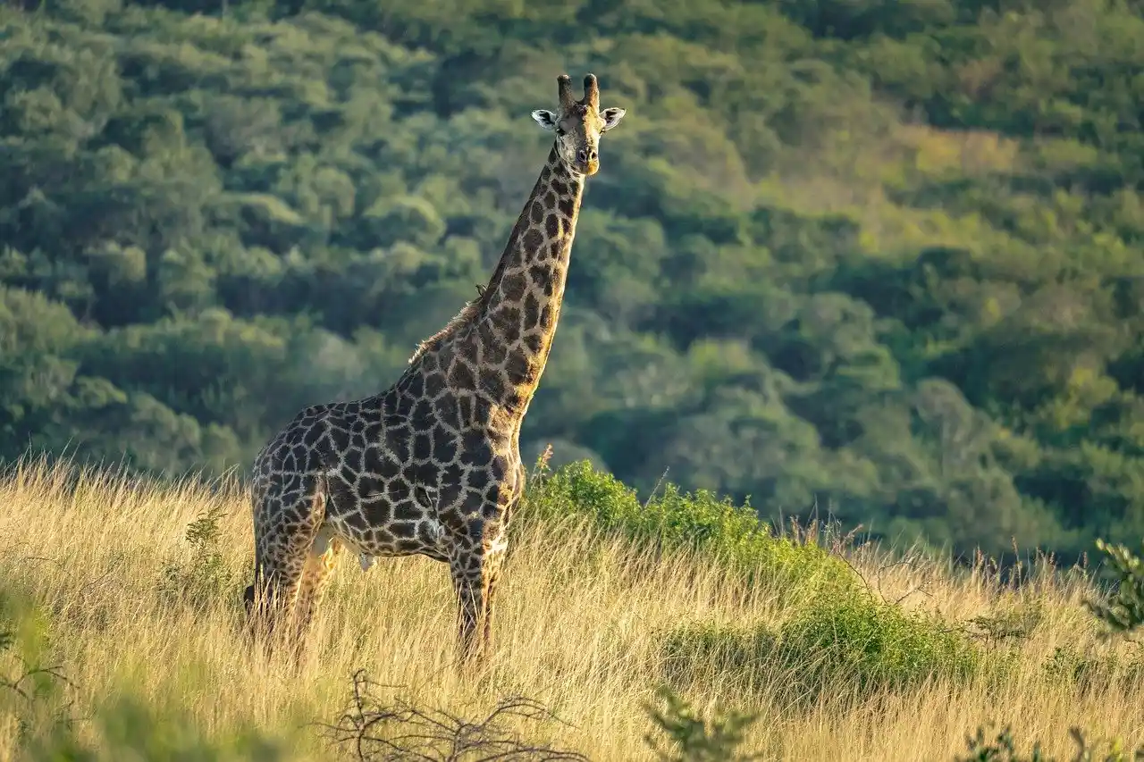 Taita Hills & Tsavo East Safari
